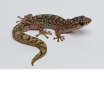 Nugget The Lizard Fan Group
