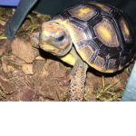 TeamTortise