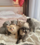 Mia’s kittys