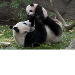 Amanda Panda's Group <3