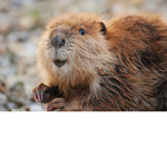 Beaver hangout