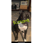 Ecosome
