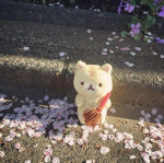 Sakura’s Blossom