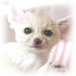 🎀 .ᐟ