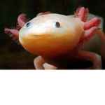 Amazingly Awesome Axolotls