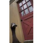 Eʟʟᴇs ʙᴀsᴇᴍᴇɴᴛ