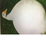 Fat goose squad!