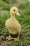 DuckTrent