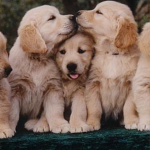 Friends of puppy’s and dogs