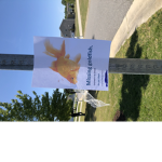 Missing Goldfish