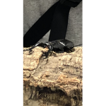 ギラファ大好き