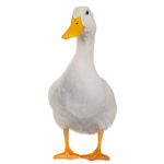 DuckCorp