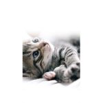 Z_Kittenz