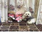Latte’s best friends