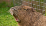 green capybaras