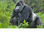 Gorillas group for life