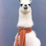 Llama Frenzies