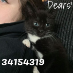 Dears'