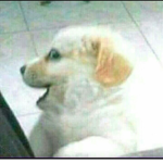 fans de jiren okno de son goku :D