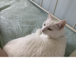 Pets of the Universe