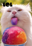 LOLCat Worshiperz