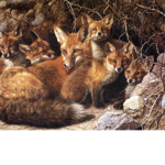 Fox Family 4 Life