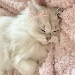 ˗ˋ ୨୧ ˊ˗