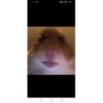 Join if you have a pet