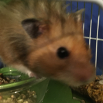 The Super Hamsters