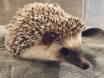 goodbye my hedgehog x