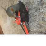 My bird group