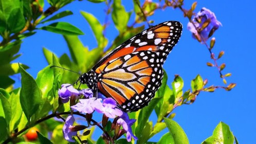 Butterfly Life!