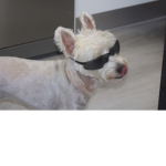 The vee vee fun dog strikes again
