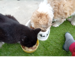 Cat +Dog