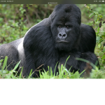 Gorillas are life