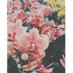 DAISY LILLIES