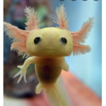 Jacob axolotl group