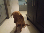 Dog's love woof