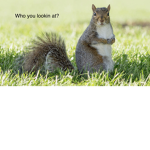 The Squirrel People Group