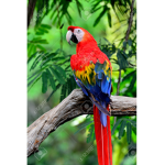 Rainbow Parrot