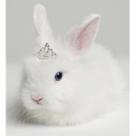 Bunnies on heads!