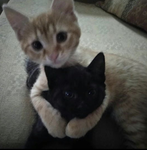 Lovescene