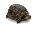 TurtleJeremy Fan Club