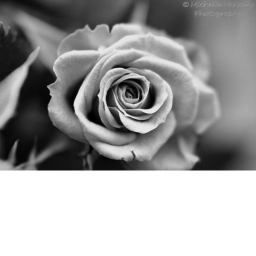 |:|The Black Rose|:| Meeting Place