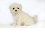 Maltese puppies