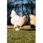 Lexie’s chickens