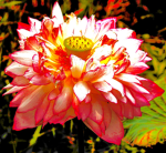 -Lotus Syndicate-