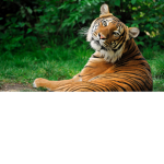 Tiger is the best
