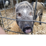 Pig Clan official