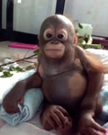 Monkey’s land